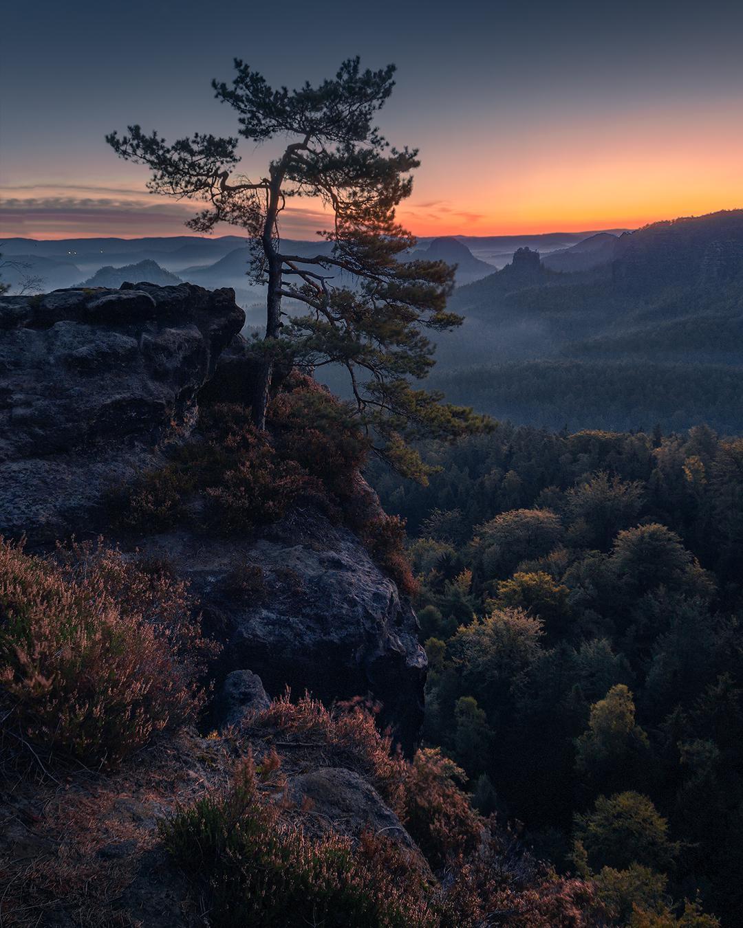 1080x1350, 218 Kb / горы, сосна, туман