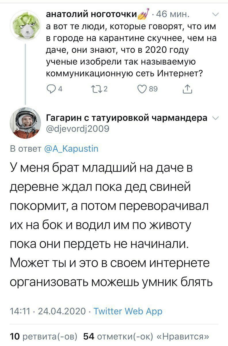 792x1200, 153 Kb / карантин, интернет, дача, свиньи