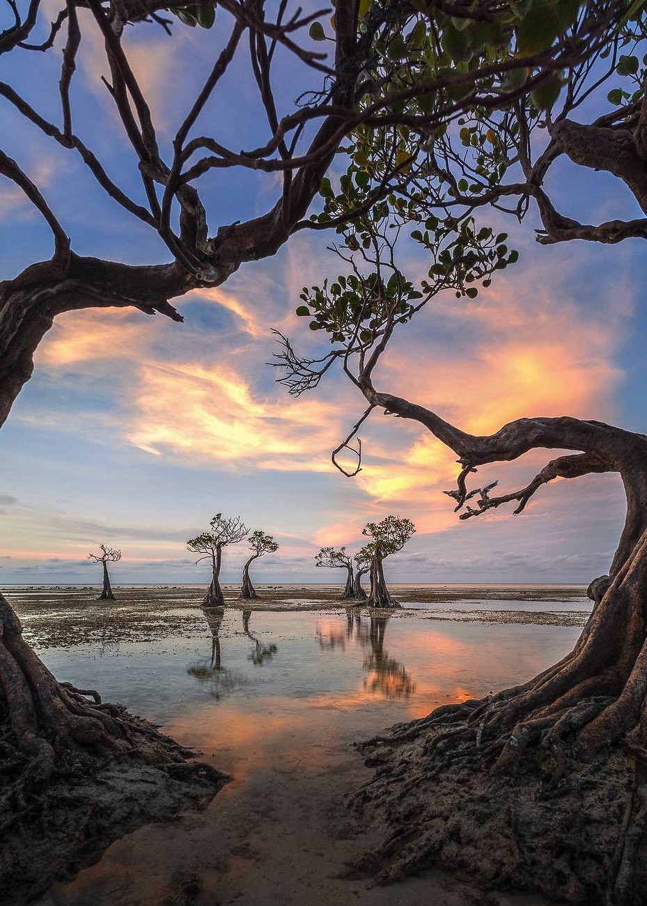 929x1301, 451 Kb / озеро, деревья, индонезия