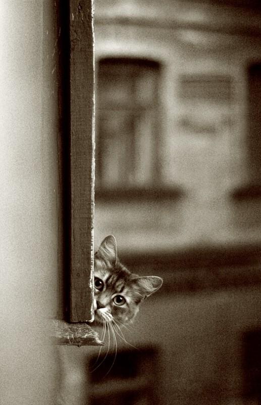 517x800, 55 Kb / кот, ч/б, морда