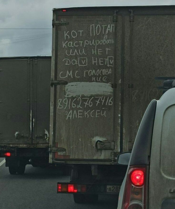 735x877, 81 Kb / кот, потап, кастрация, вопрос, голосование, газель