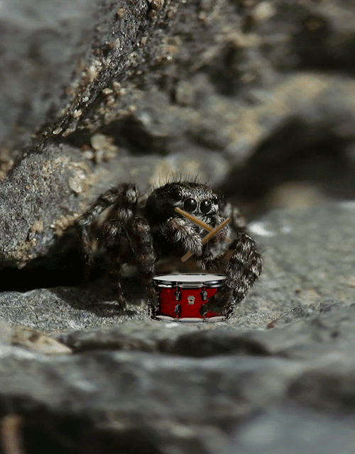 500x640, 460 Kb / паук, паучок, барабанщик, гиф