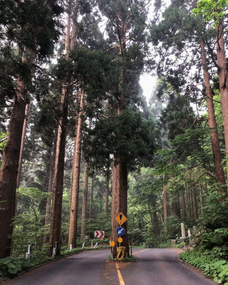 750x938, 251 Kb / лес, дорога, знак