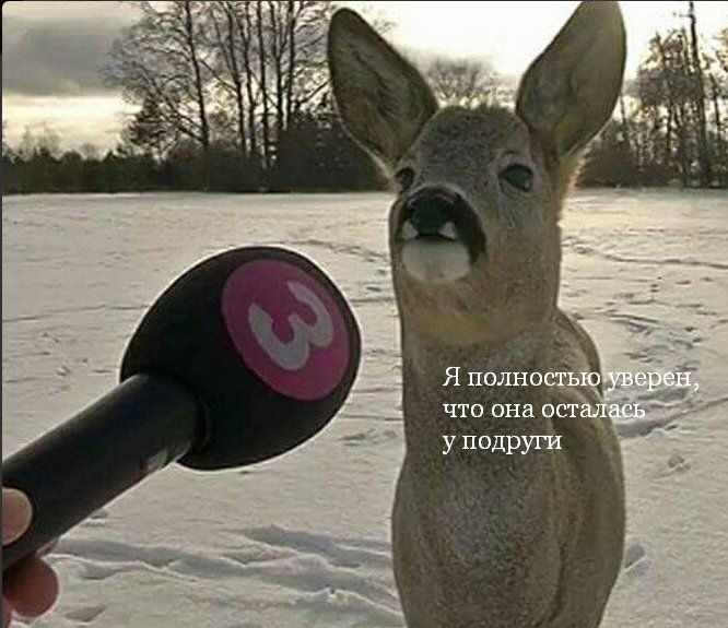 666x575, 69 Kb / олень, интервью, подруга, уверенность