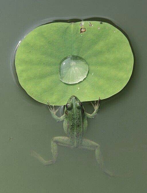 513x671, 33 Kb / лягушка, лист, капля