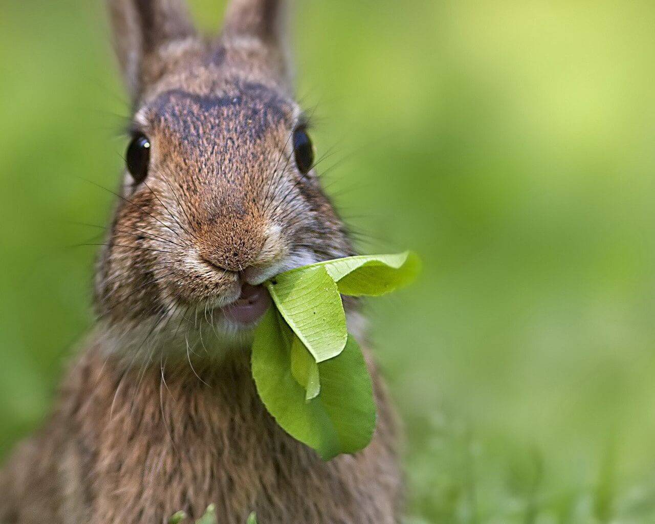 1280x1024, 110 Kb / Заяц