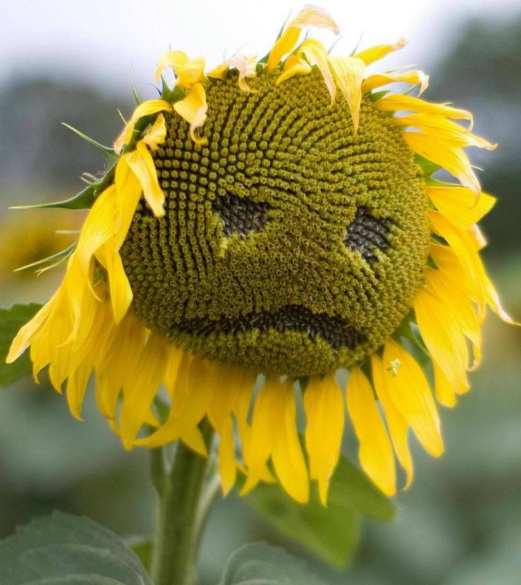 750x841, 109 Kb / подсолнух, приуныл, довели до ручки