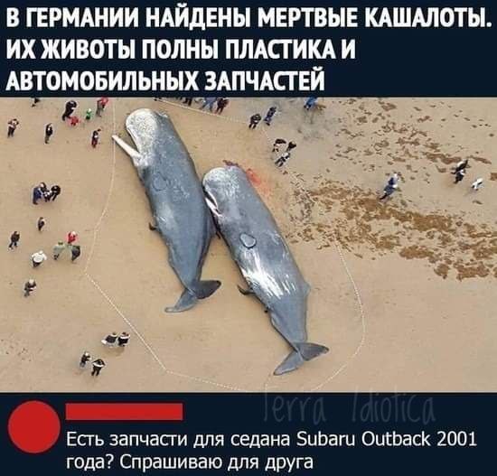 550x527, 64 Kb / кашалот, запчасти, субару