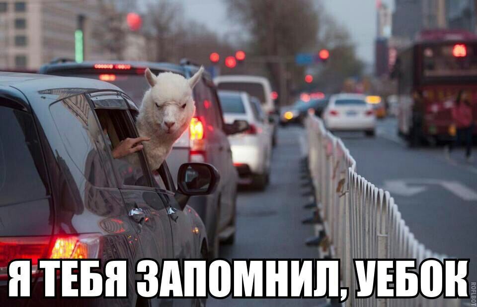 960x619, 84 Kb / лама, альпака, уебок, взгляд, авто