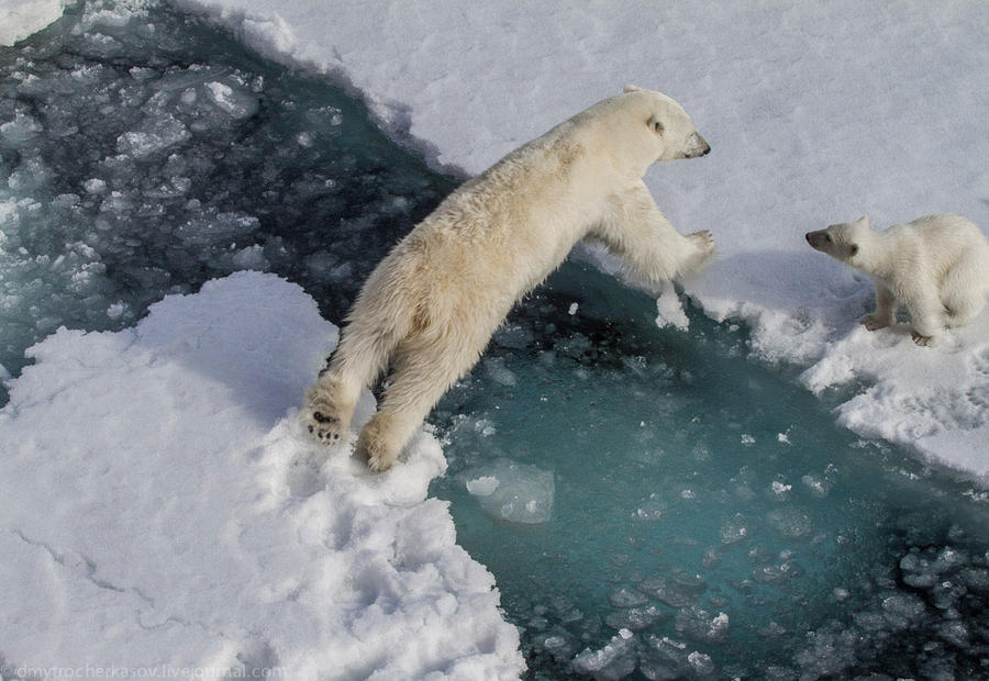 900x620, 91 Kb / медведица, медвежонок, прыжок, полярные