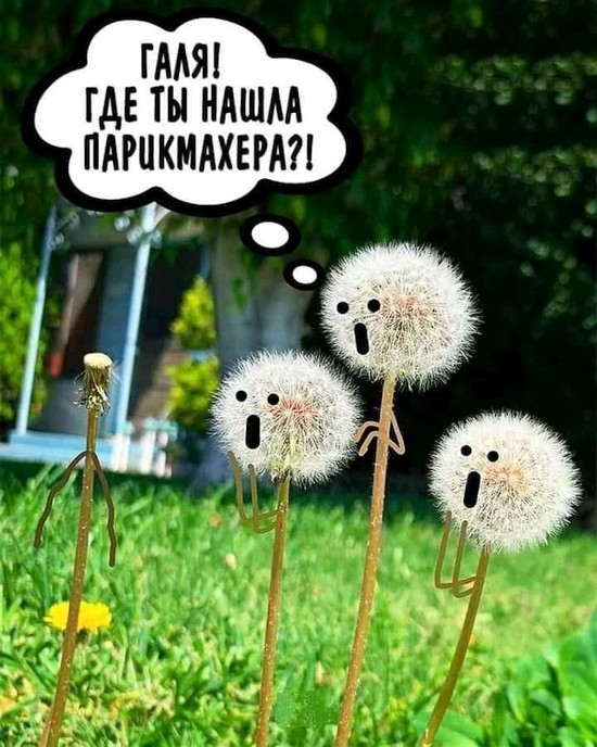 550x688, 111 Kb / одуванчики, галя, парикмахер