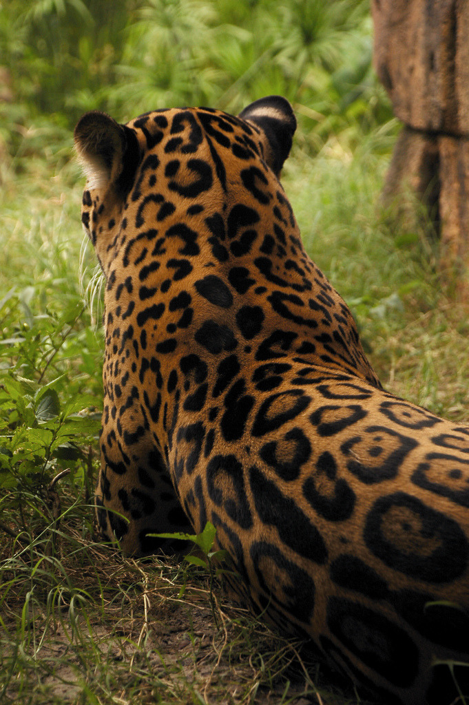 681x1024, 326 Kb / леопард, пантера