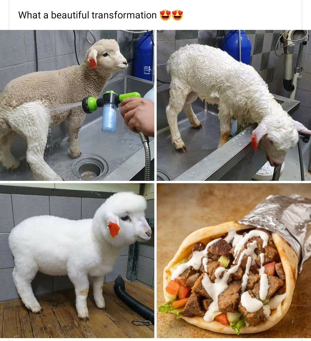 1080x1186, 214 Kb / овечка, шаурма, мойка