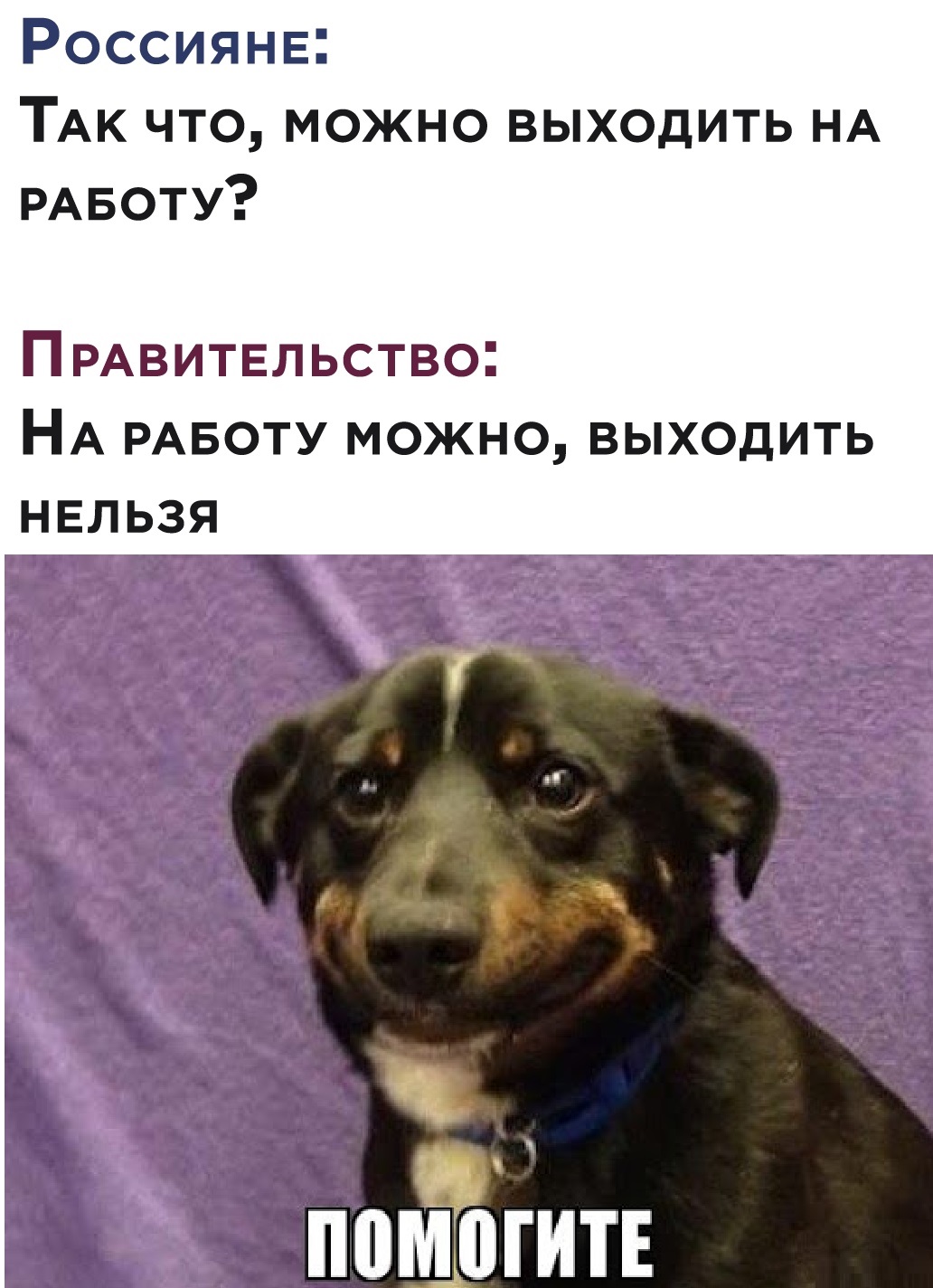 1032x1424, 268 Kb / работа, изоляция, коронавирус, собака, помогите