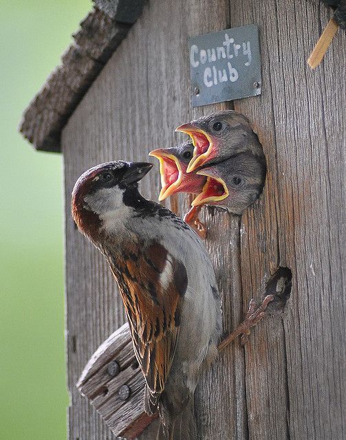 503x640, 84 Kb / птицы, скворечник, птенцы, воробей