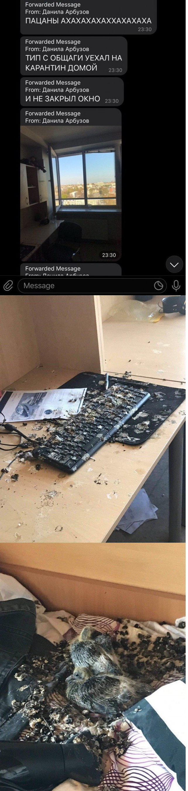 643x2698, 605 Kb / окно, карантин, голубь