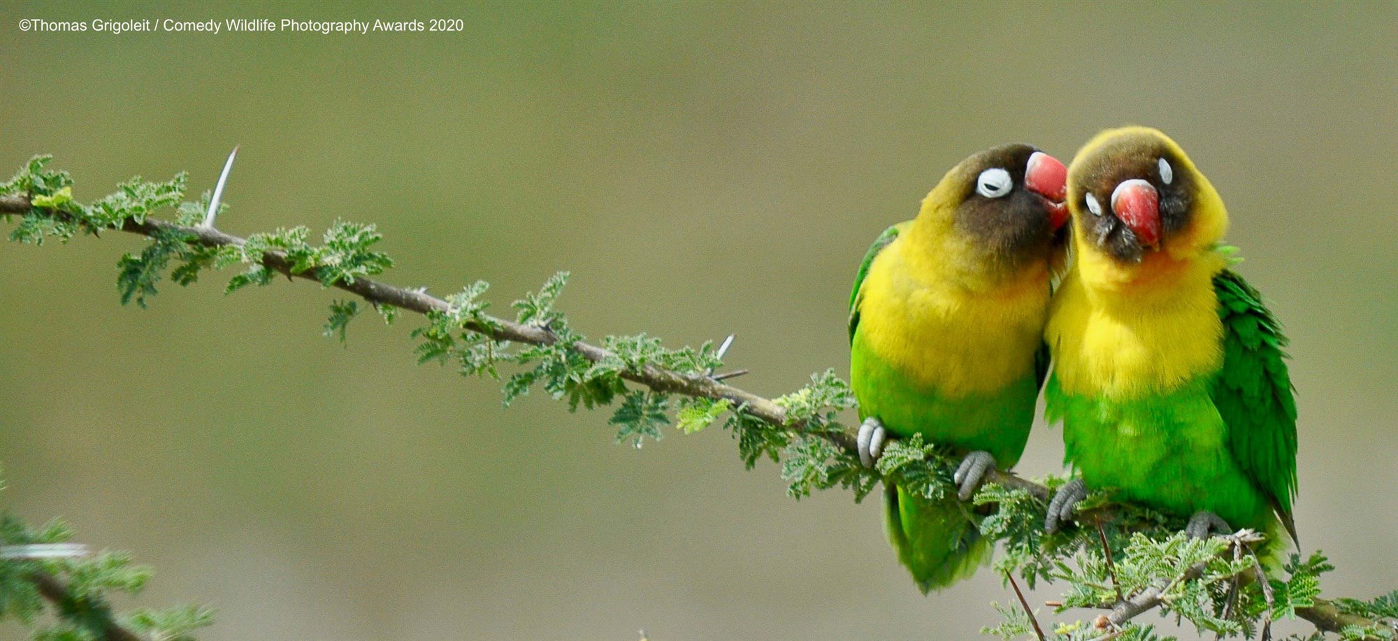 2000x917, 346 Kb / попугаи, ветка