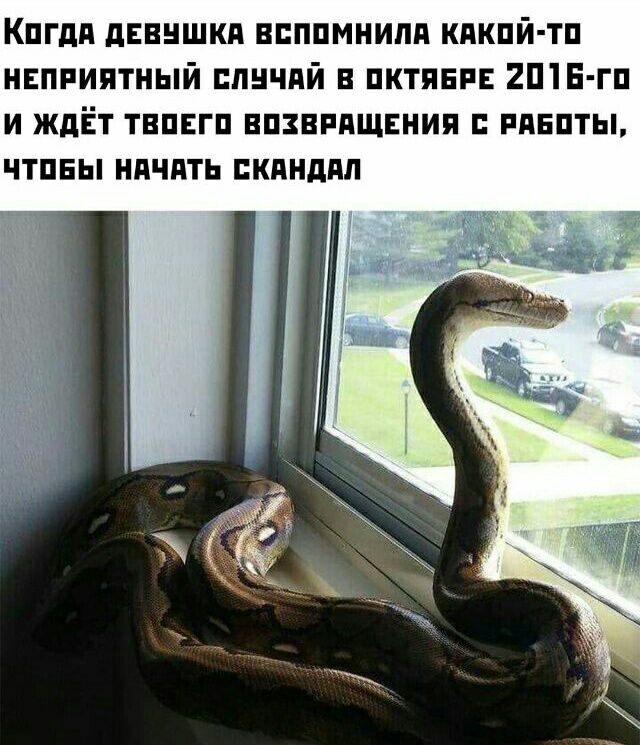 640x745, 101 Kb / змея, окно, вспомнила, скандал