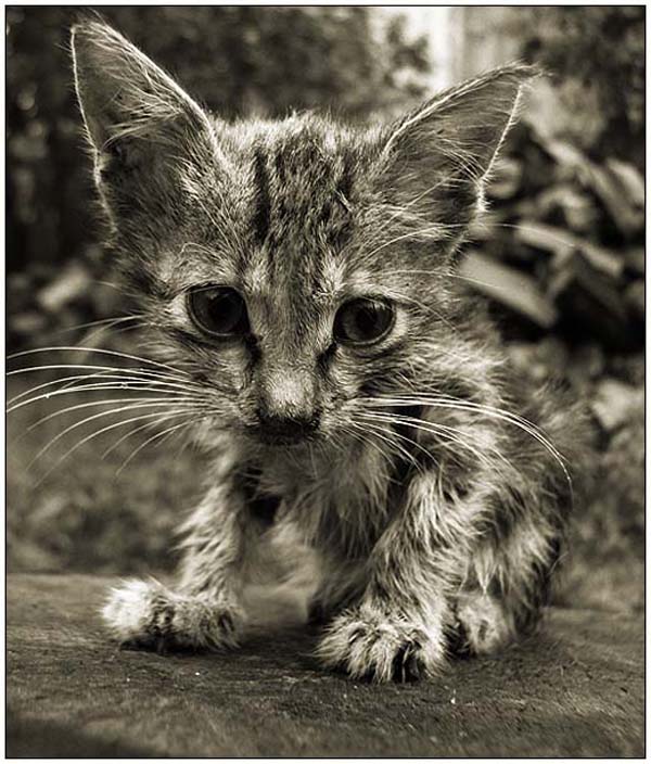 600x704, 113 Kb / котёнок, лохматый, ч/б