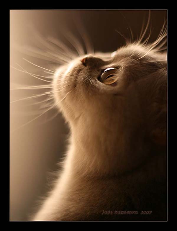 600x783, 52 Kb / кошка