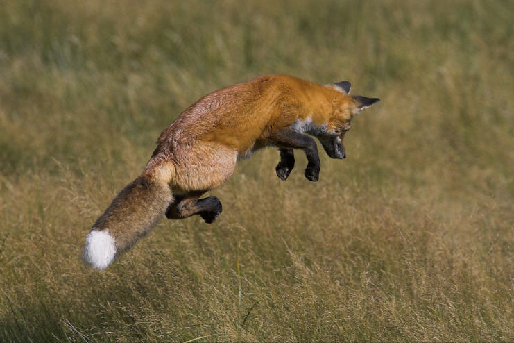 741x494, 61 Kb / лисица