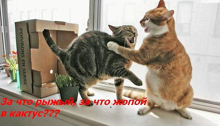 700x403, 88 Kb / коты, кактус