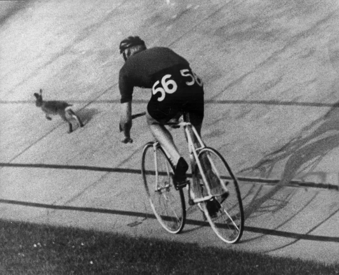 1080x876, 120 Kb / заяц, трек, велосипед, ч/б