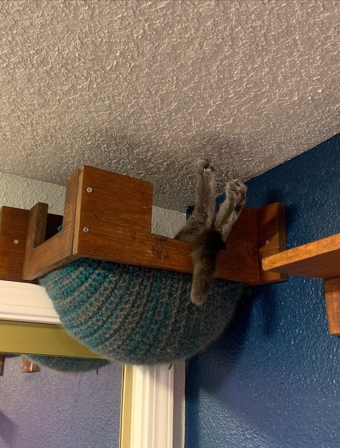 700x923, 253 Kb / гамак, кот