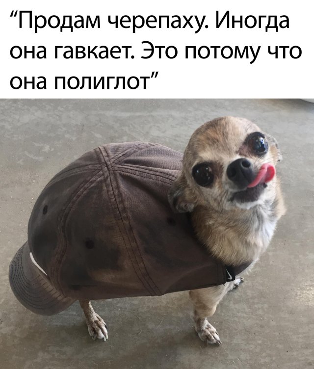 640x752, 78 Kb / черепаха, полиглот, собака, кепка