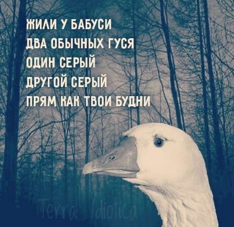 465x451, 63 Kb / бабуся, гуси, серый, будни