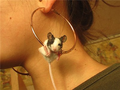 400x300, 23 Kb / серёжка, мышка