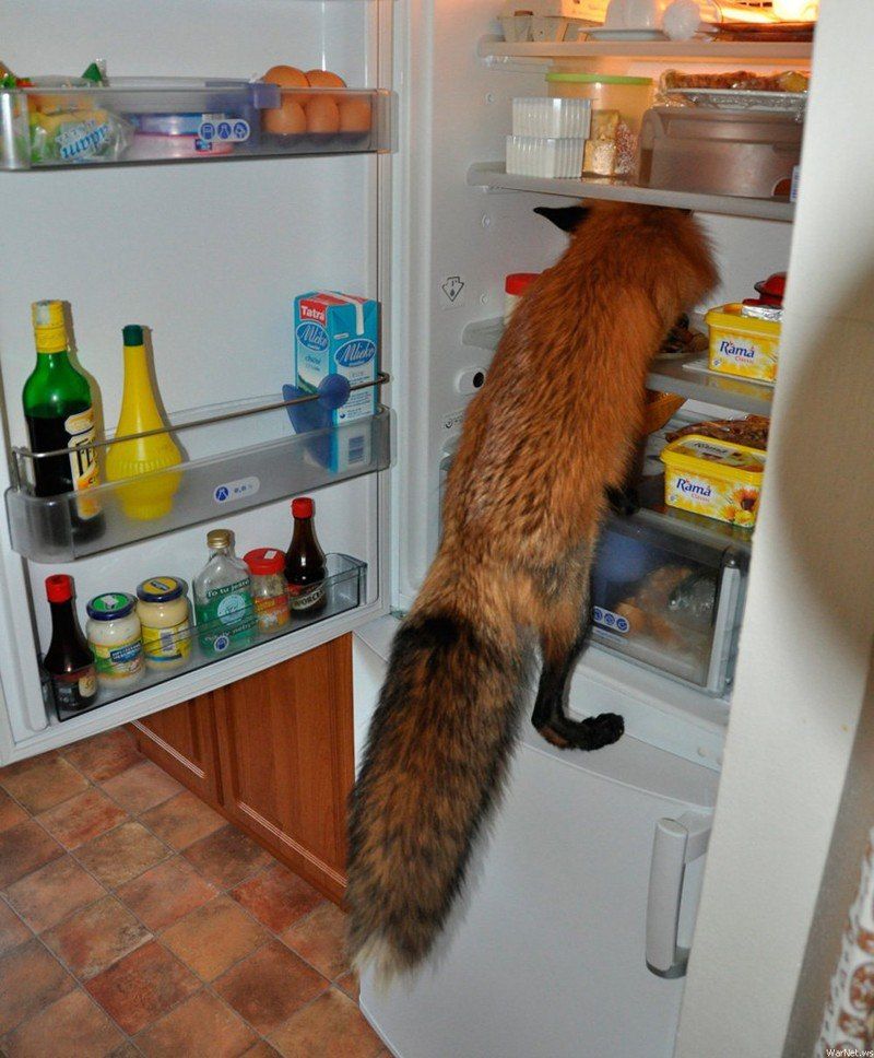 800x968, 120 Kb / лиса, холодильник, еда