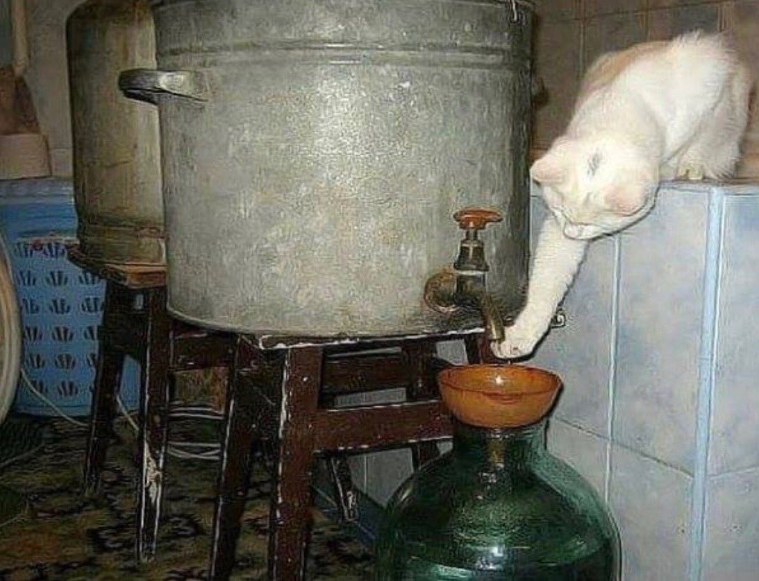 1093x838, 145 Kb / кот, самогон, кран, бутыль