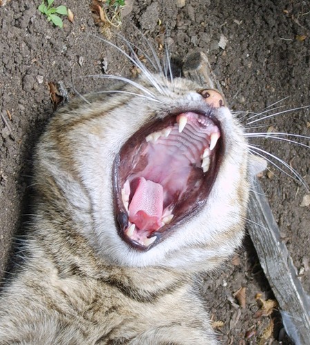 449x500, 94 Kb / кот, палка, зубы