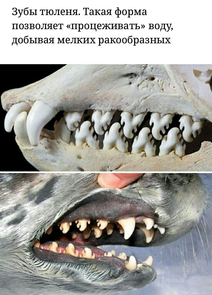 720x1002, 134 Kb / тюлень, череп, зубы