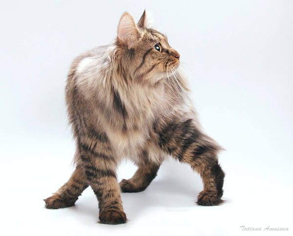 600x483, 92 Kb / кошка, балерина