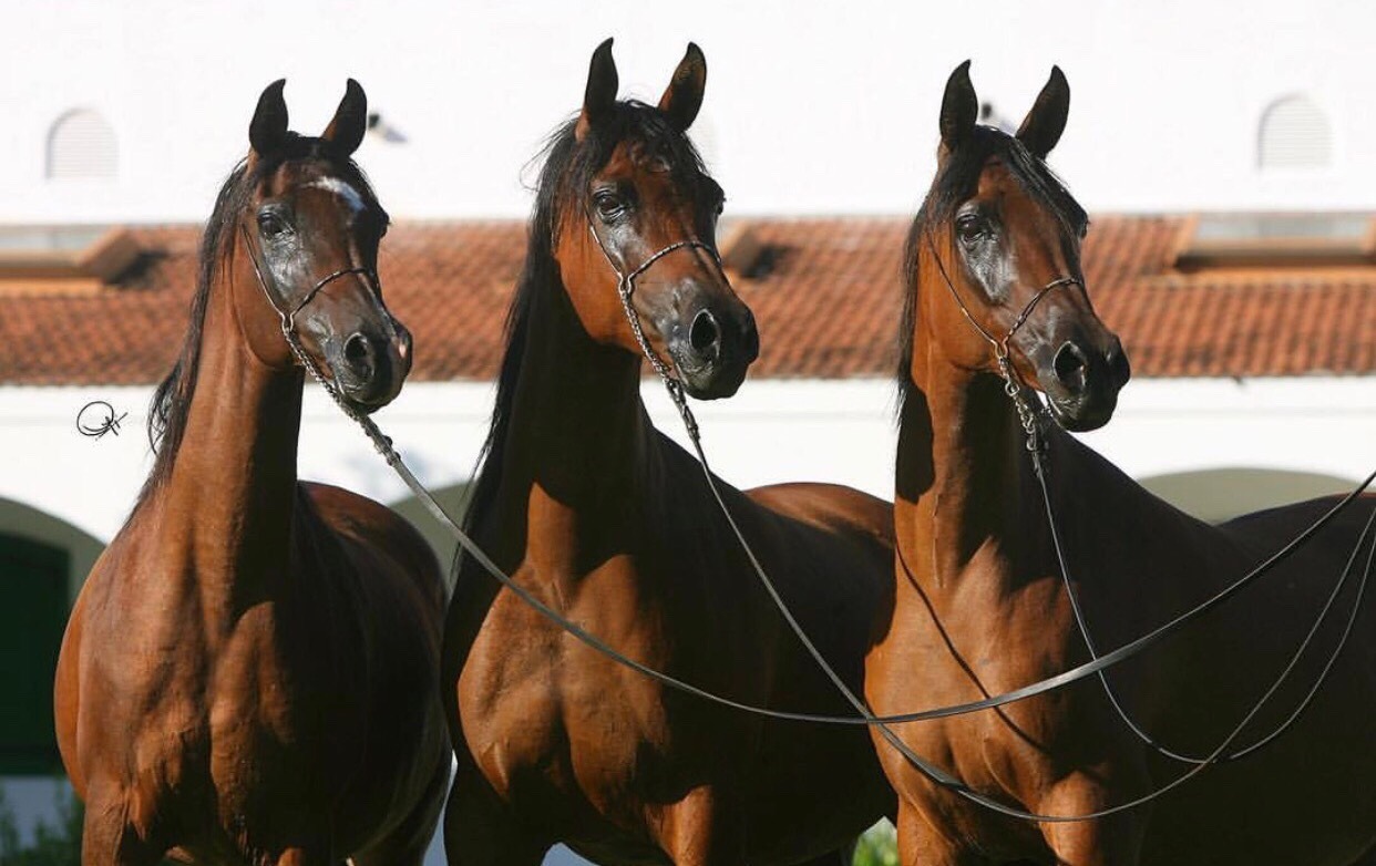 1242x782, 169 Kb / лошади, три