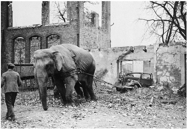 648x444, 104 Kb / слон, тягач, ч/б