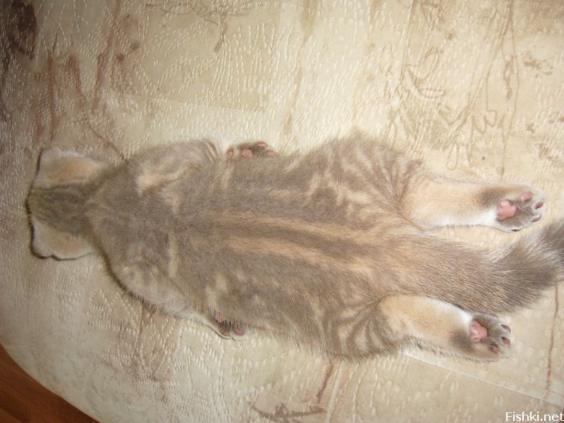 800x600, 86 Kb / кот, маскировка