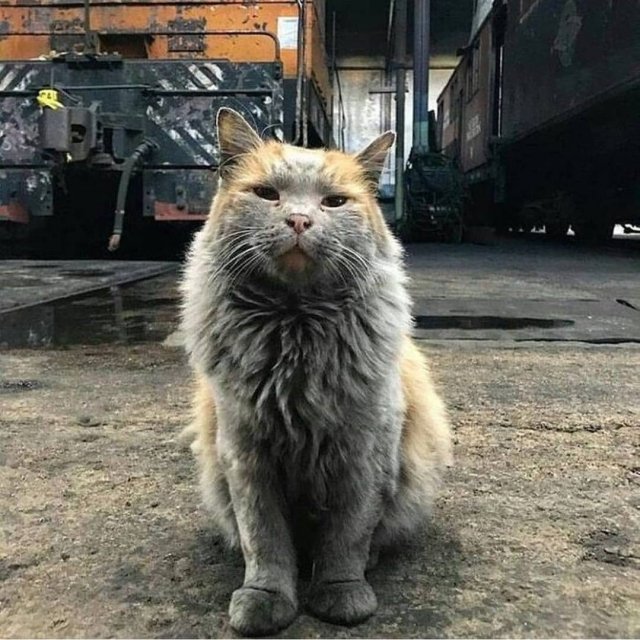 640x640, 94 Kb / кот, ржд, начальник, депо