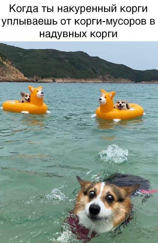 650x1000, 167 Kb / вода, корги, собака