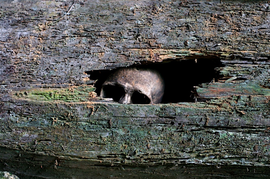 950x630, 329 Kb / дерево, щель, дыра, череп