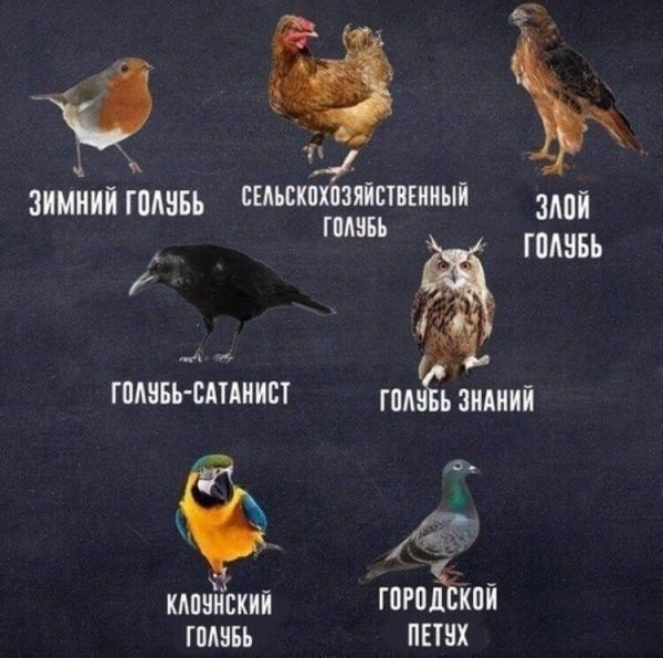 600x595, 98 Kb / голубь, виды