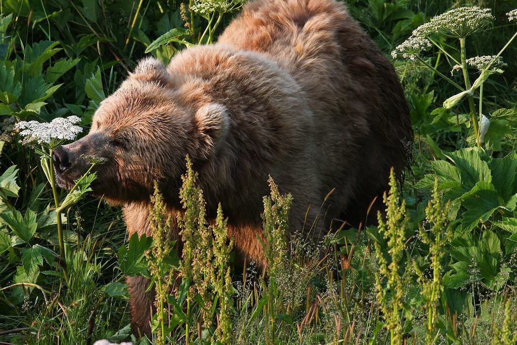 1024x683, 258 Kb / медведь, трава, цветы, нюхает