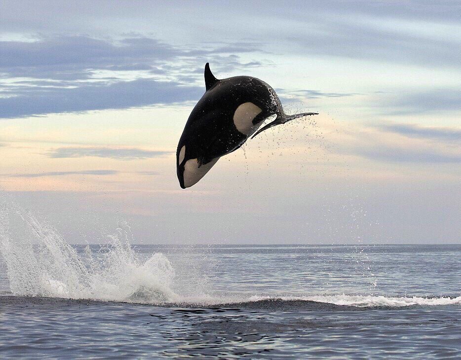 934x730, 162 Kb / косатка, прыжок, брызги