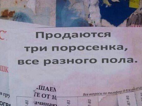 457x342, 37 Kb / поросята, три, пол, объявление