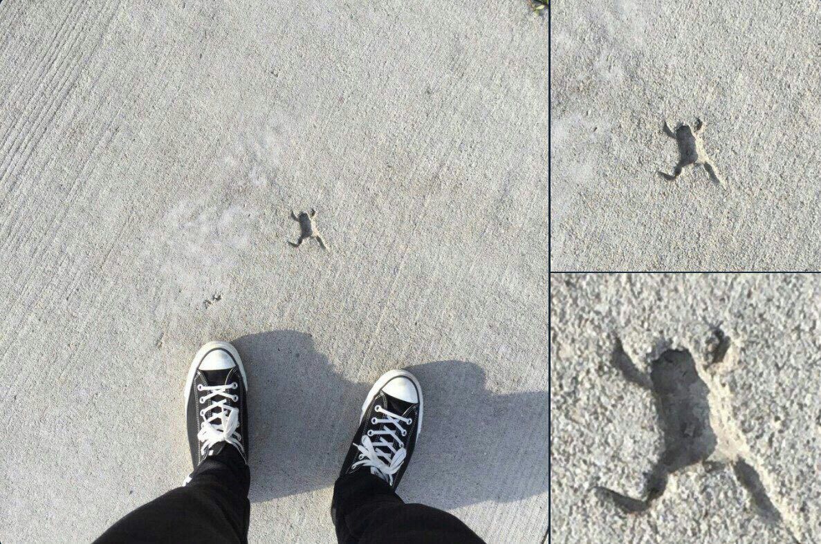 1187x787, 305 Kb / бетон, отпечаток, лягушка, стяжка