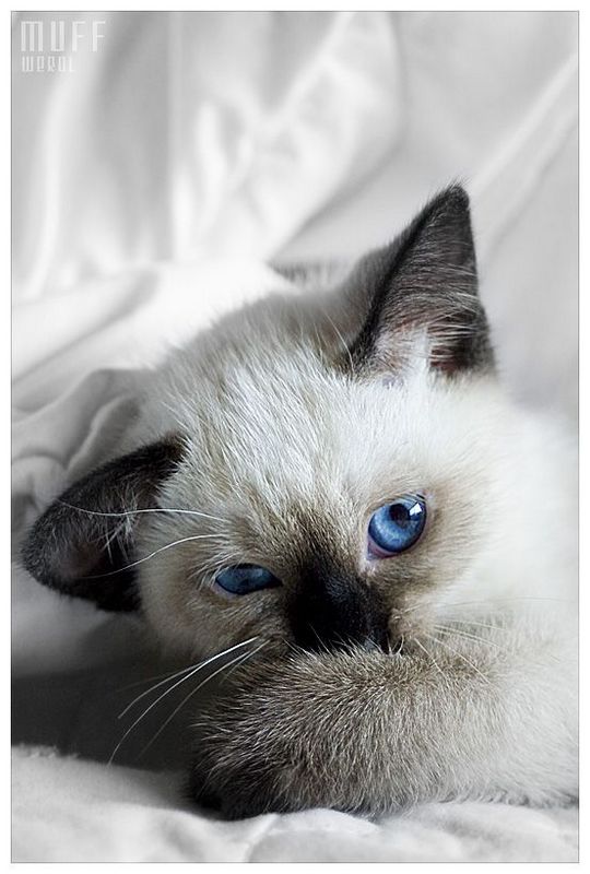 540x800, 91 Kb / котёнок