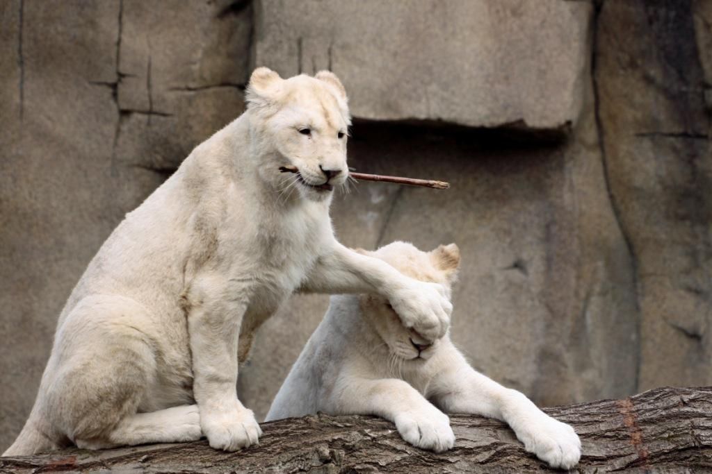 1024x683, 84 Kb / палка, львица, белая, альбинос, бревно