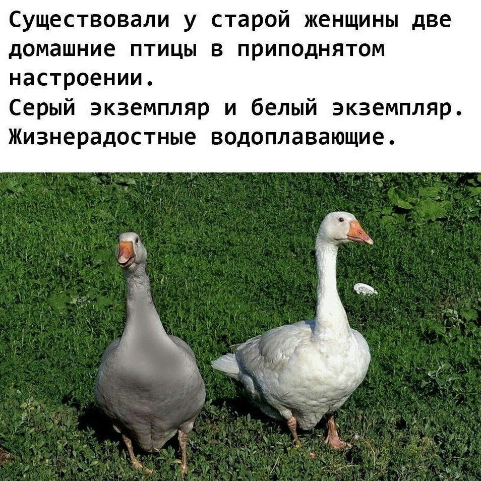 954x954, 270 Kb / гуси, серый, белый